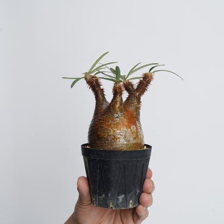 Pachypodium rosulatum var. gracilius   【発根済み】〈幹幅7.2cm〉