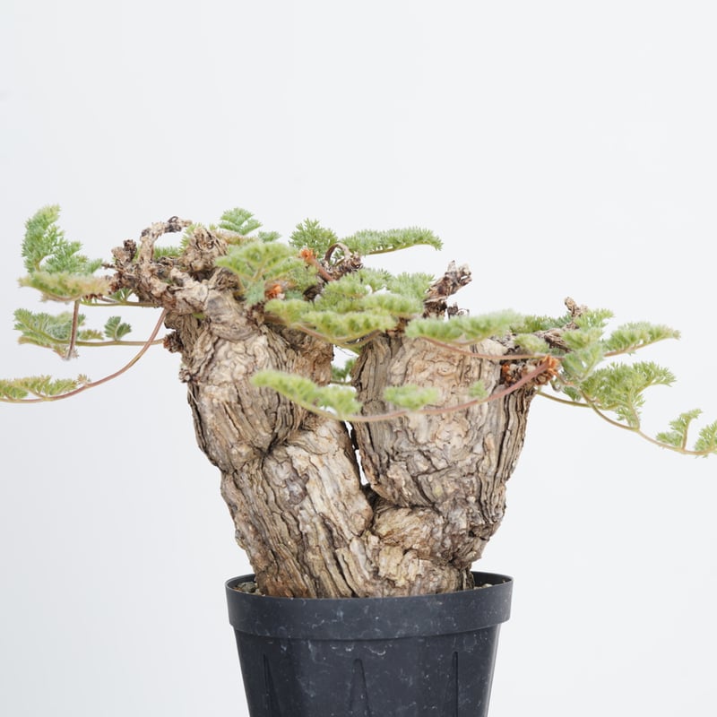 Pelargonium triste【発根済み】〈幹幅9.6cm〉 | QSPLANT