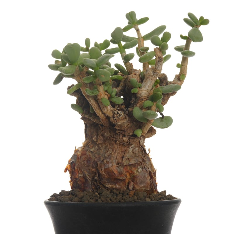 Ceraria pygmaea 【発根済み】〈幹幅6.1cm〉 | QSPLANT