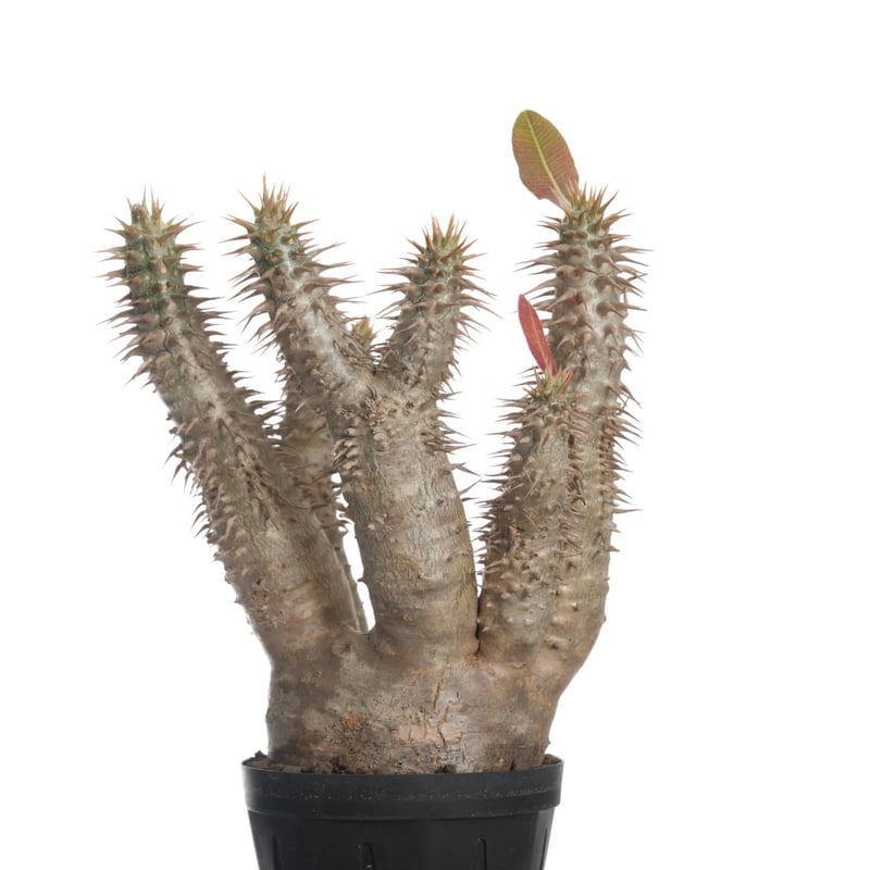 Pachypodium horombense【発根済み】〈幹幅7.8cm〉 | QSPLANT