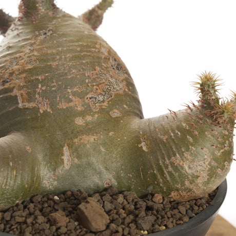 Pachypodium rosulatum var. gracilius   【発根済み】〈草幅24.5cm〉