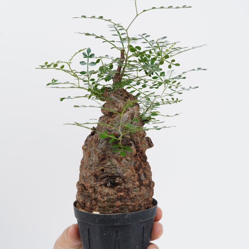 オペルクリカリアパキプス (発根済み) 幹幅 約8.5cm