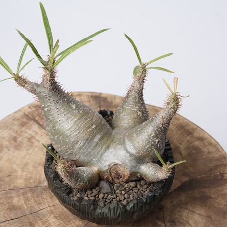 Pachypodium rosulatum var. gracilius   × Tomoharu Nakagawa植木鉢 【発根済み】〈幹幅15.1cm〉