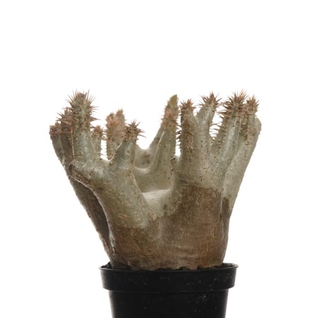 Pachypodium horombense【発根済み】〈幹幅11.8cm〉