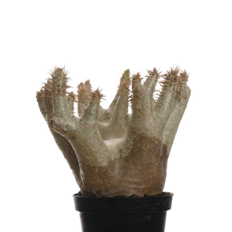 Pachypodium horombense【発根済み】〈幹幅11.8cm〉 | QSPLANT