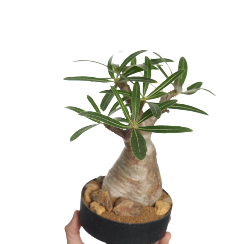 パキポディウム グラキリス 発根済 Pachypodium gracilius パキポディウム グラキリス Pachypodium gracilius 発根済 (gk-47