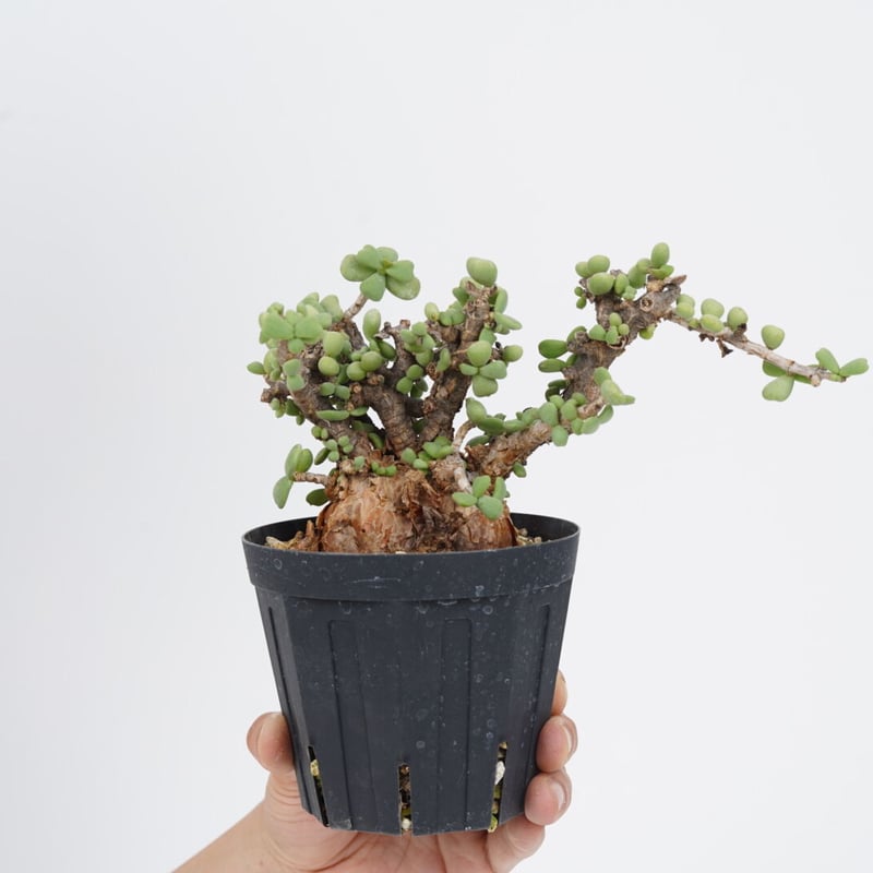 Ceraria pygmaea 【発根済み】〈幹幅6.6cm〉 | QSPLANT