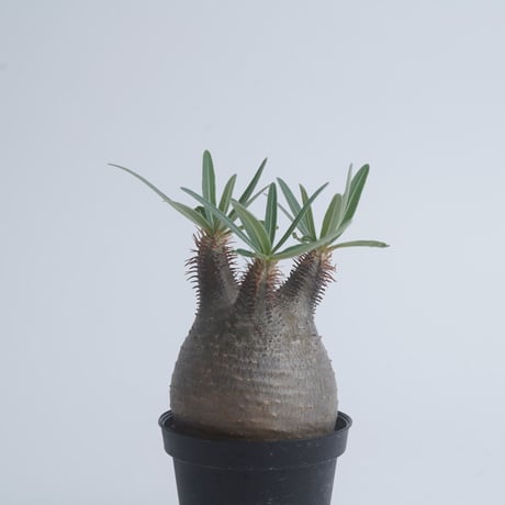 Pachypodium rosulatum var. gracilius   【発根済み】〈幹幅6.4cm〉