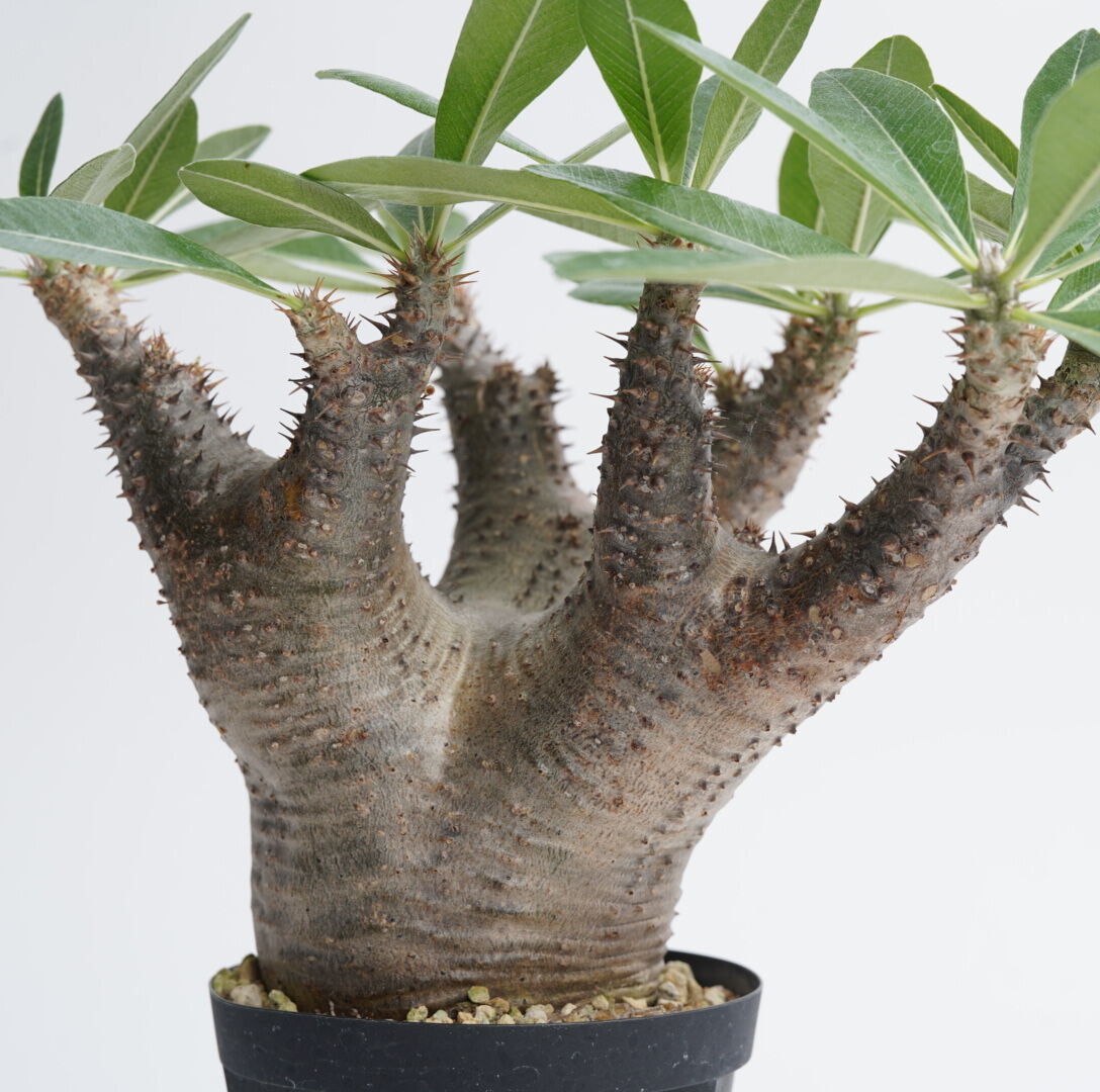 Pachypodium makayense【発根済み】〈幹幅10.2cm〉 | QSPLANT 