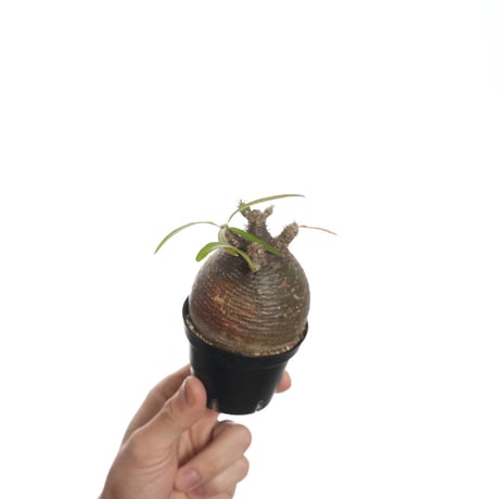 Pachypodium rosulatum var. gracilius   【発根済み】〈幹幅7.0cm〉