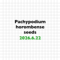 【6.22 採種】 Pachypodium horombense 種子10粒/30粒
