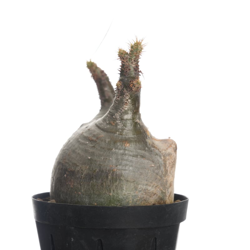 Pachypodium rosulatum var. gracilius 【発根済み】〈幹