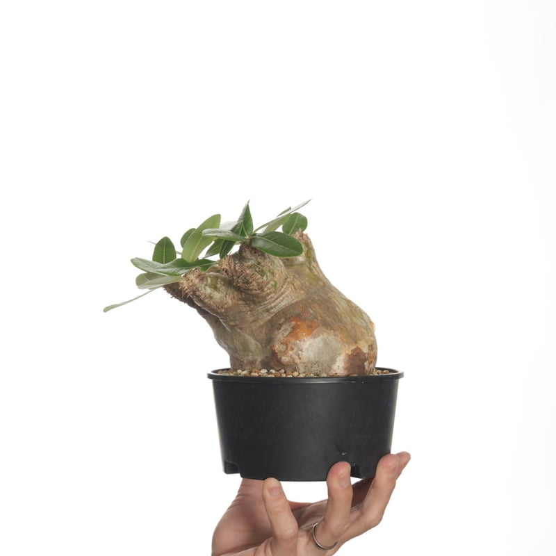 Pachypodium eburneum 【発根済み】〈幹幅11.2cm〉 | QSPLANT