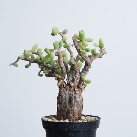 Ceraria pygmaea   【発根済み】〈幹幅3.5cm〉