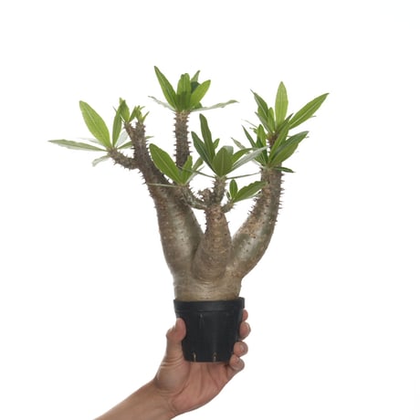 パキポディウム・品種不明(抜き苗) パキポディウム ホロンベンセ 抜き苗 多頭 美株