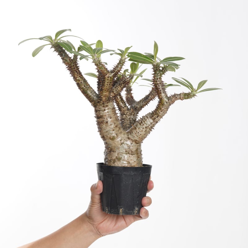 Pachypodium makayense【発根済み】〈幹幅7.2cm〉 | QS PLANT