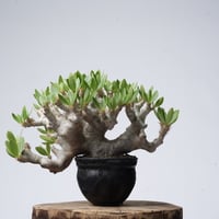Pachypodium brevicalyx × Tomoharu Nakagawa植木鉢【発根済み】