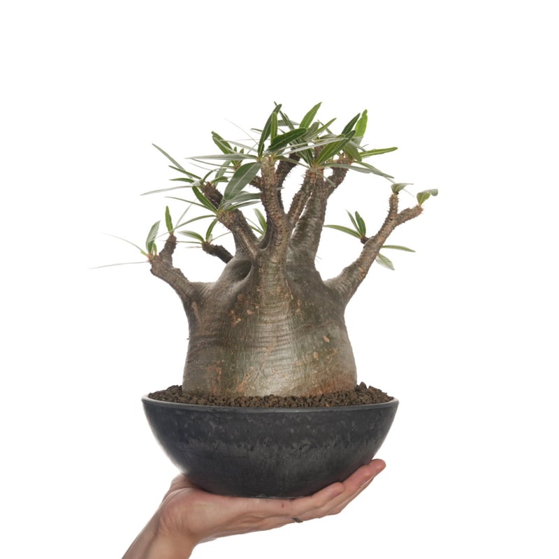 Pachypodium rosulatum var. gracilius 【発根済み】〈幹