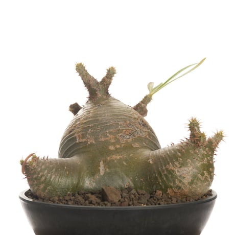 Pachypodium rosulatum var. gracilius   【発根済み】〈草幅24.5cm〉