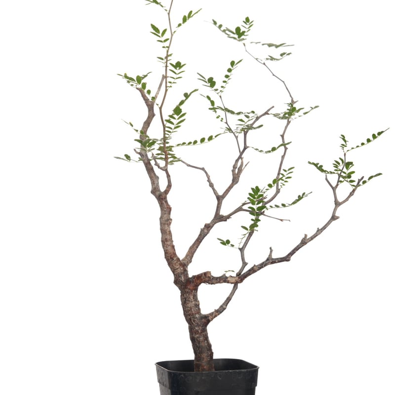 Commiphora monstrosa【発根済み】〈幹幅1.1cm〉 | QSPLANT