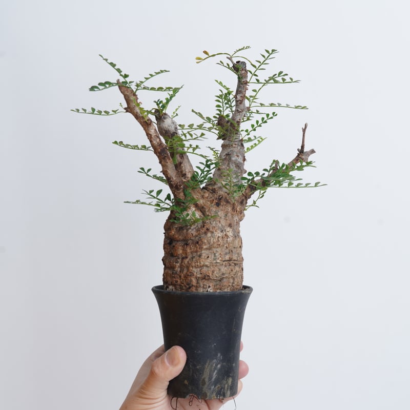 Operculicarya pachypus 【発根済み】〈幹幅7.0cm〉 | QS PLANT