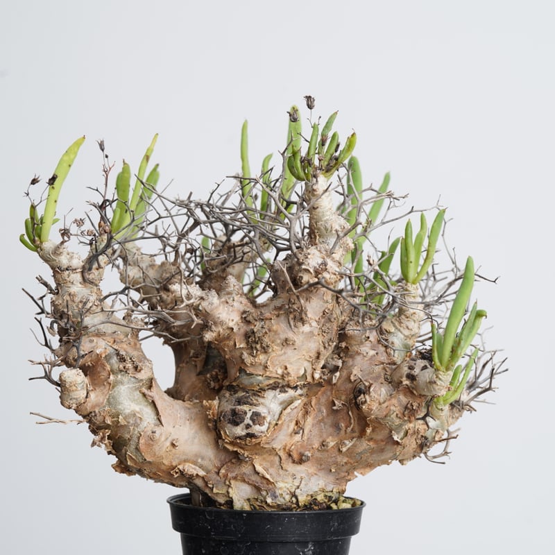 Tylecodon reticulatus 万物想 【発根済み】〈幹幅5.5cm〉 | QSP