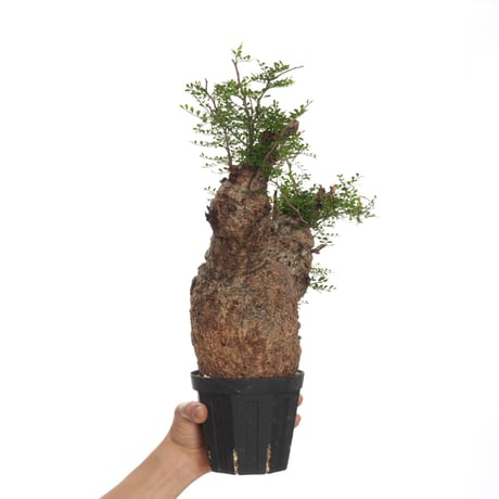 Operculicarya  pachypus 【発根済み】〈幹幅10.9cm〉