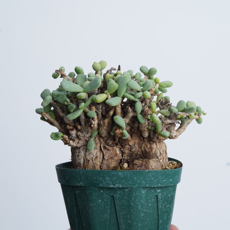 116 いたし ケラリアピグマエア 鉢植え 発根済 116 いたし ケラリアピグマエア 鉢植え 発根済