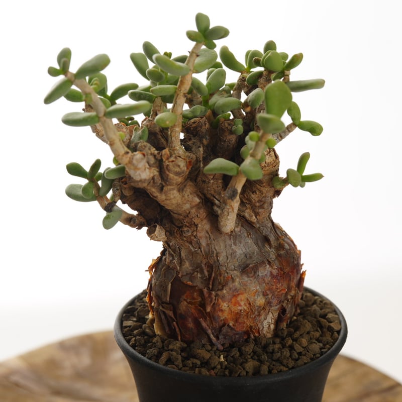 Ceraria pygmaea 【発根済み】〈幹幅6.1cm〉 | QSPLANT