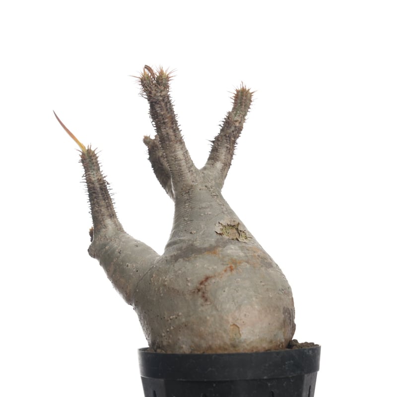 Pachypodium rosulatum var. gracilius 【発根済み】〈幹