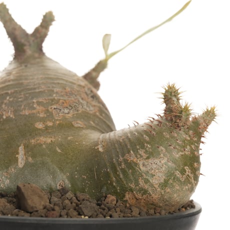 Pachypodium rosulatum var. gracilius   【発根済み】〈草幅24.5cm〉