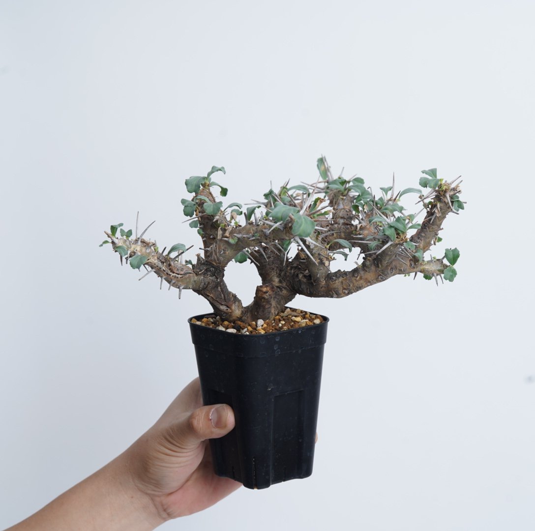 Monsonia crassicaulis【発根済み】〈幹幅4.2cm〉 Monsonia crassicaulis【発根済み】〈幹幅4.2cm〉