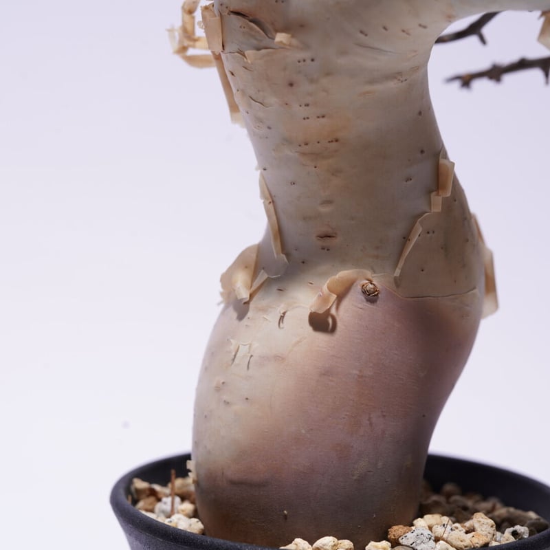 Commiphora sp.Marsabit カタチ製作所マダラバレルtallM Commiphora sp.Marsabit カタチ製作所マダラバレルtallM