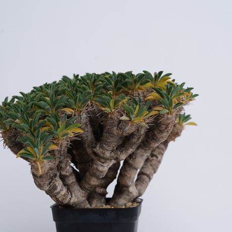 Euphorbia guillauminiana 【発根済み】