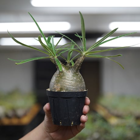 《ｷｭｰｴｽ ﾉ ｿｳｺｲﾁ5 ｵﾝﾗｲﾝ》Pachypodium rosulatum var. gracilius【発根済み】〈幹幅約7.7cm〉 no.24