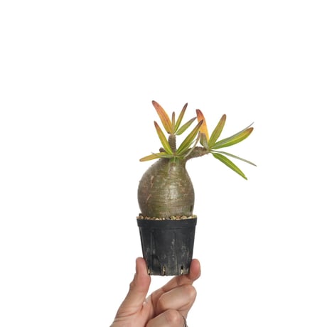Pachypodium rosulatum var. gracilius   【発根済み】〈幹幅5.6cm〉