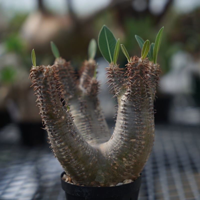 Pachypodium makayense | QSPLANT