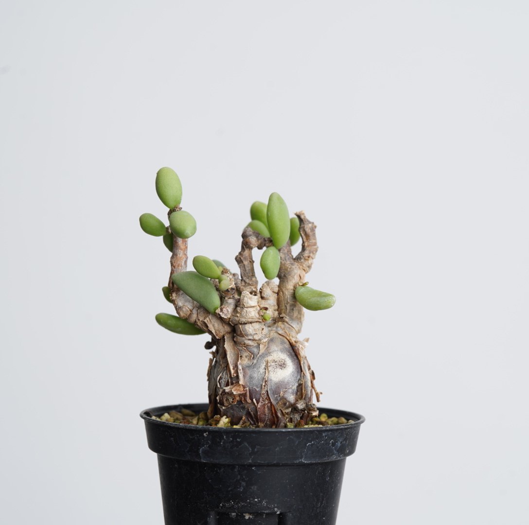 ケラリア ピグマエア 現地球 幹太 発根済み 盆栽株 塊根植物 Ceraria