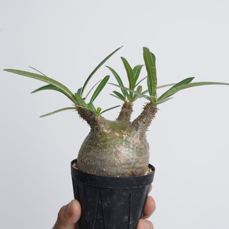 Pachypodium rosulatum var. gracilius   【発根済み】〈幹幅7.8cm〉