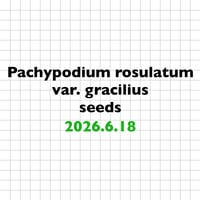 【6.18 採種】Pachypodium rosulatum var. gracilius 種子10粒/30粒/100粒