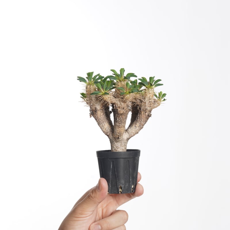 ユーフォルビア サピニー 発根済み 【公式通販】