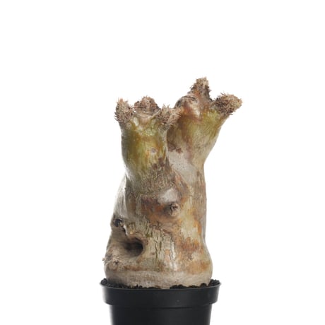 Pachypodium eburneum   【発根済み】〈幹幅9.1cm〉