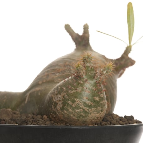 Pachypodium rosulatum var. gracilius   【発根済み】〈草幅24.5cm〉