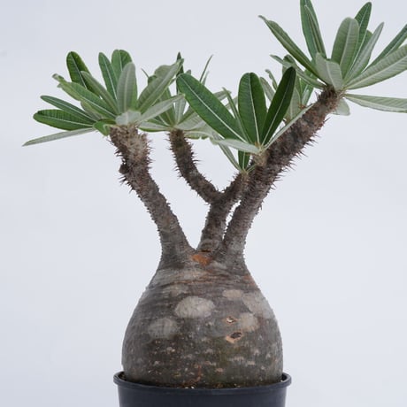 Pachypodium rosulatum var. gracilius   【発根済み】〈幹幅12.5cm〉