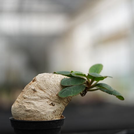 Euphorbia primlifolia〈幹幅7.0cm〉