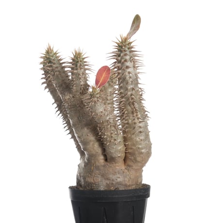 Pachypodium horombense【発根済み】〈幹幅7.8cm〉