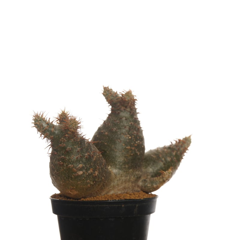 Pachypodium rosulatum var. gracilius 【発根済み】〈草