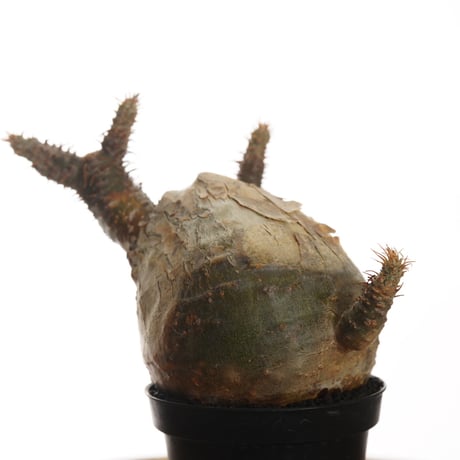 Pachypodium rosulatum var. gracilius   【発根済み】〈幹幅7.5cm〉