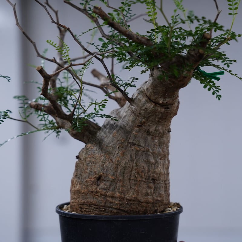 Operculicarya pachypus 〈幹幅10.9cm〉 | QSPLANT
