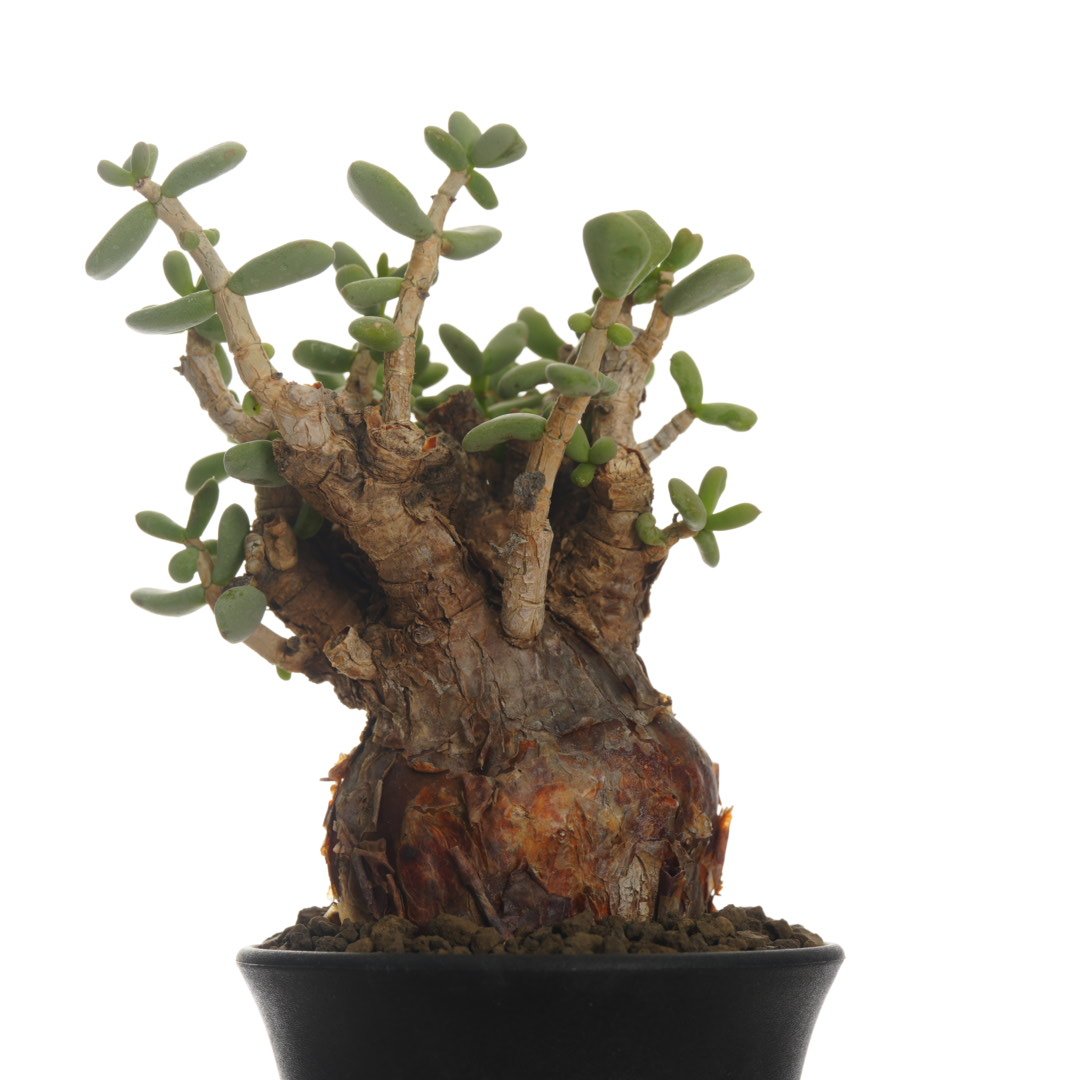 Ceraria pygmaea 【発根済み】〈幹幅6.1cm〉 | QSPLANT